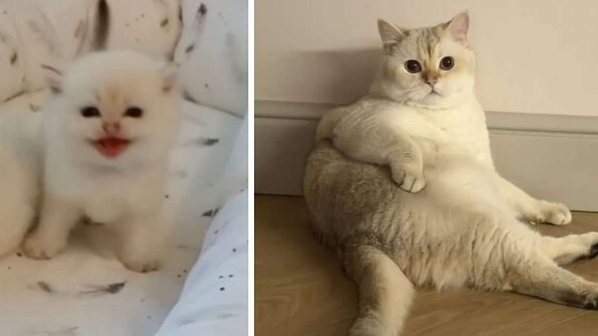 Illustration : "10 photos montrant l’évolution de chatons passés à l’âge adulte"