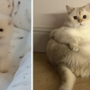 Illustration : 10 photos montrant l&rsquo;&eacute;volution de chatons pass&eacute;s &agrave; l&rsquo;&acirc;ge adulte