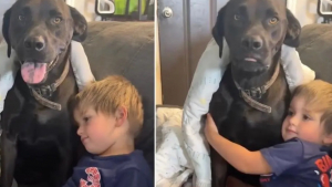 Illustration : Tous les jours, ce chien mène une « double vie » et se rend chez ses voisins pour jouer avec un petit garçon (vidéo)