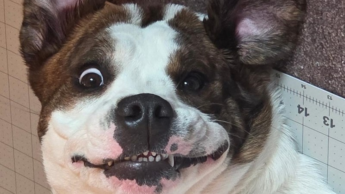 Illustration : "18 photos de chiens au sourire inoubliable et farfelu"