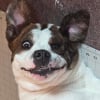 Illustration : 18 photos de chiens au sourire inoubliable et farfelu