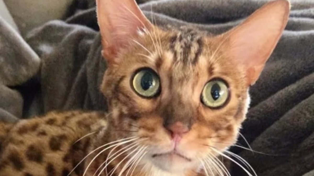 Illustration : "Ce chat Bengal abandonné confié à une famille d’accueil sait se faire entendre en miaulant jusqu’à obtenir les câlins dont il raffole (vidéo)"
