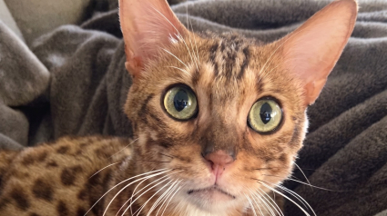 Illustration : Ce chat Bengal abandonn&eacute; confi&eacute; &agrave; une famille d&rsquo;accueil sait se faire entendre en miaulant jusqu&rsquo;&agrave; obtenir les c&acirc;lins dont il raffole (vid&eacute;o)
