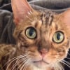 Illustration : Ce chat Bengal abandonn&eacute; confi&eacute; &agrave; une famille d&rsquo;accueil sait se faire entendre en miaulant jusqu&rsquo;&agrave; obtenir les c&acirc;lins dont il raffole (vid&eacute;o)