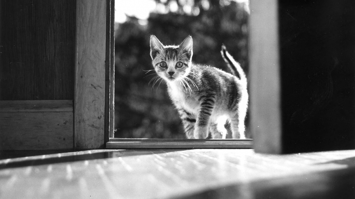 Illustration : "8 photos de chats signées Walter Chandoha, le maître de la photographie féline"