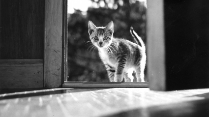 Illustration : 8 photos de chats sign&eacute;es Walter Chandoha, le ma&icirc;tre de la photographie f&eacute;line