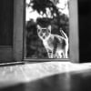 Illustration : 8 photos de chats sign&eacute;es Walter Chandoha, le ma&icirc;tre de la photographie f&eacute;line