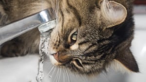 Illustration : "Les secours interviennent à 1h du matin pour arrêter l'inondation provoquée par un chat dans le logement de sa propriétaire absente"