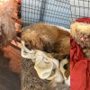 Illustration : Amen&eacute;s au refuge dans des sacs poubelle, ces 3 Bichons Maltais ne ressemblaient plus &agrave; des chiens