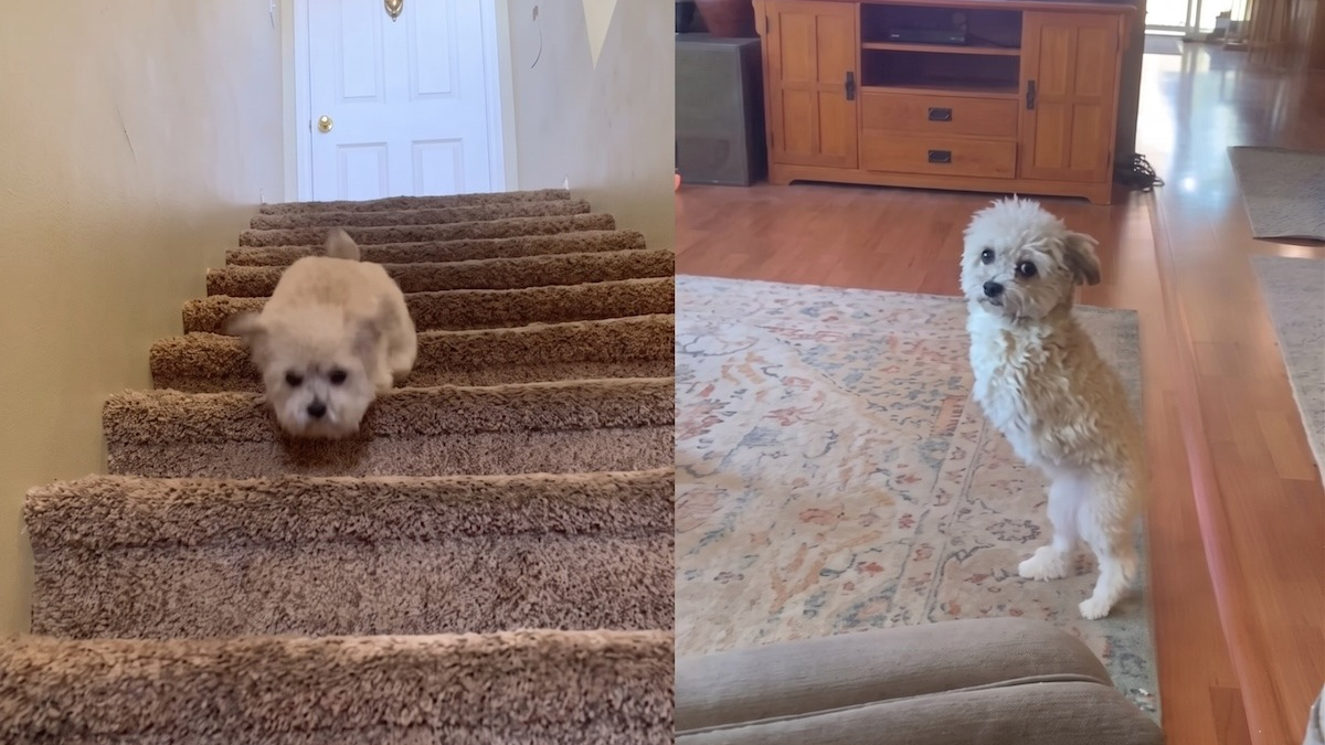 Illustration : "Amputée de ses pattes avant, cette petite chienne affronte l'épreuve de l'escalier (vidéo)"