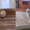 Illustration : Amput&eacute;e de ses pattes avant, cette petite chienne affronte l'&eacute;preuve de l'escalier (vid&eacute;o)