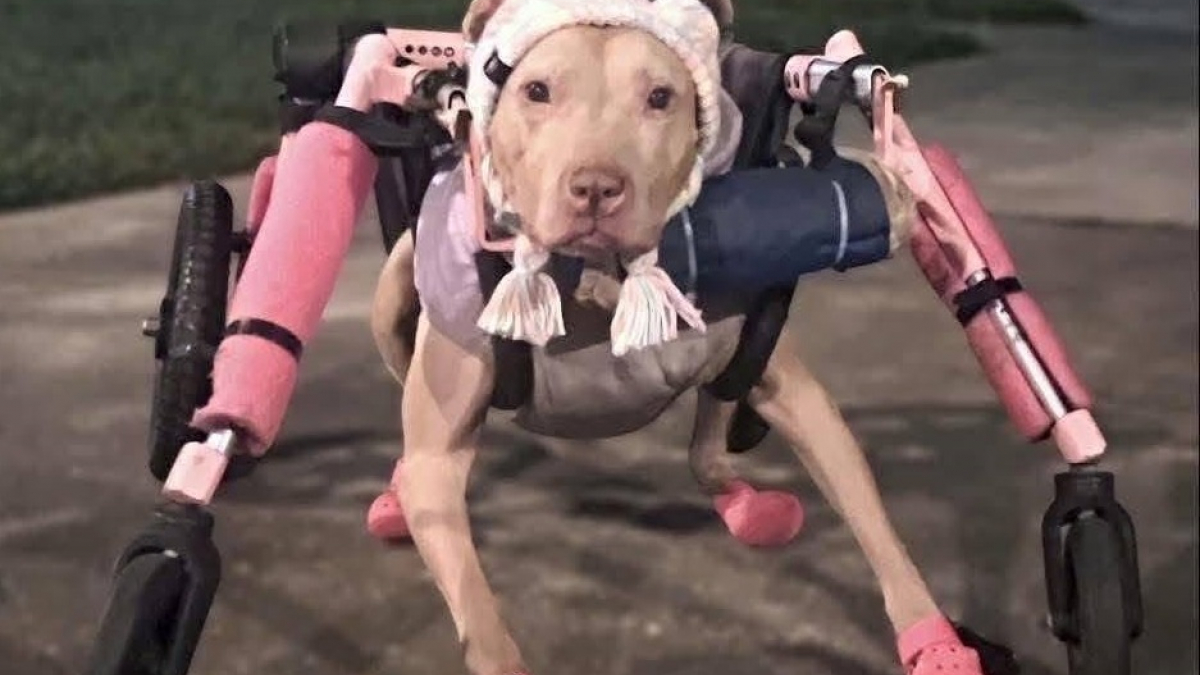 Illustration : "Le chariot rose d’une chienne handicapée est volé, une association lui en offre un nouveau pour qu'elle retrouve sa mobilité"
