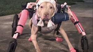 Illustration : Le chariot rose d’une chienne handicapée est volé, une association lui en offre un nouveau pour qu'elle retrouve sa mobilité