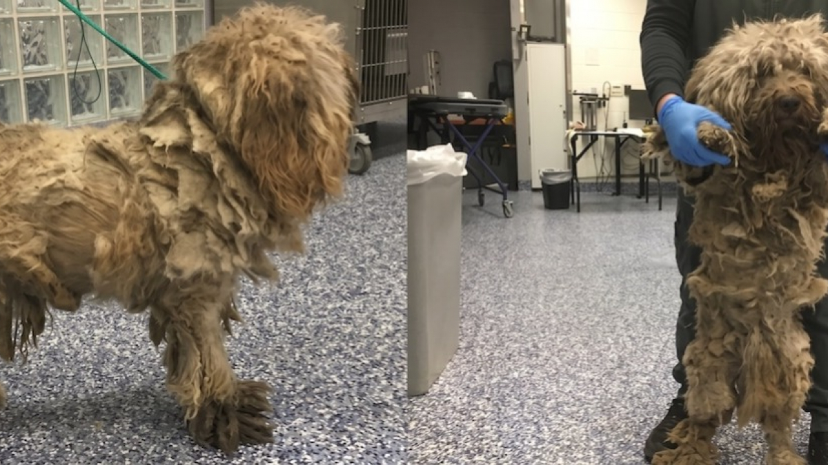Illustration : "Sous un kilo de poils sales, ce chien errant avait totalement perdu la vue"