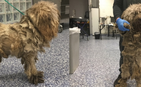 Sous un kilo de poils sales, ce chien errant avait totalement perdu la vue
