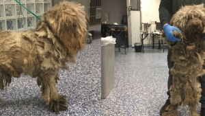 Illustration : Sous un kilo de poils sales, ce chien errant avait totalement perdu la vue