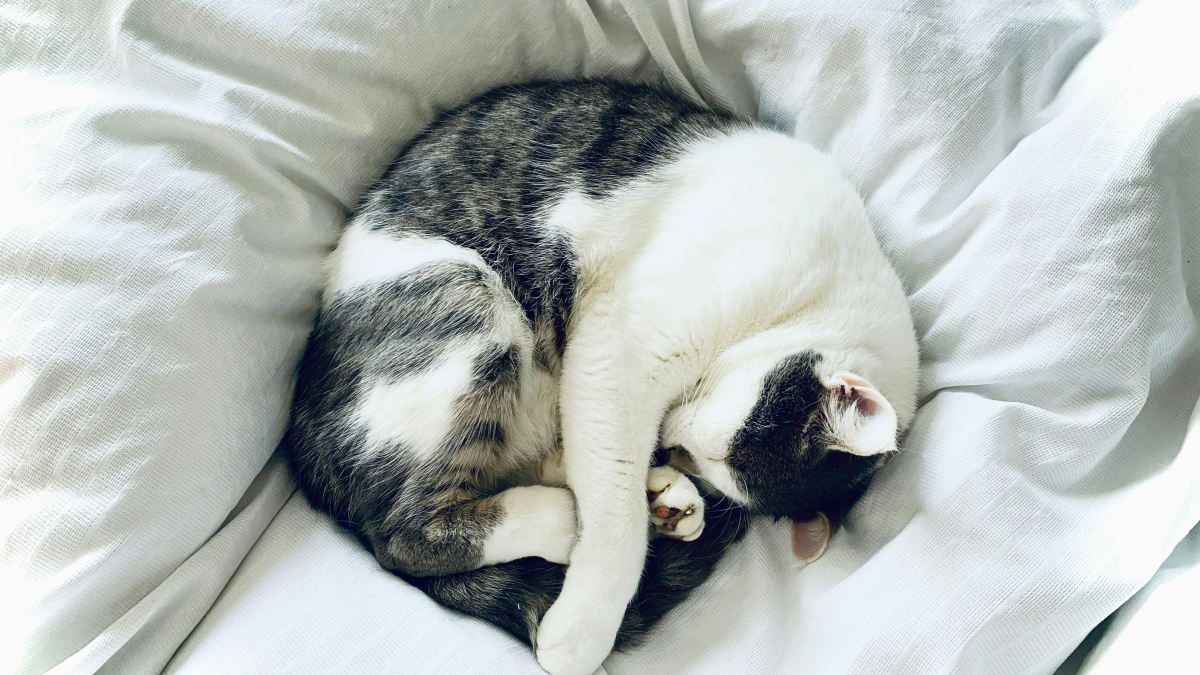 Illustration : "Pourquoi les chats dorment-ils jusqu'à 16 heures par jour ?"