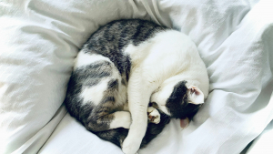 Illustration : "Pourquoi les chats dorment-ils jusqu'à 16 heures par jour ?"