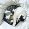 Illustration : Pourquoi les chats dorment-ils jusqu'&agrave; 16 heures par jour ?