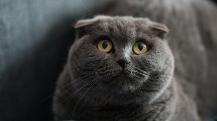 Illustration : La science d&eacute;voile la triste r&eacute;alit&eacute; derri&egrave;re les adorables oreilles pli&eacute;es du Scottish Fold