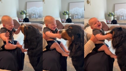 Illustration : Ce Bouvier Bernois a trouv&eacute; une m&eacute;thode affective imparable pour amuser ce b&eacute;b&eacute; (vid&eacute;o)