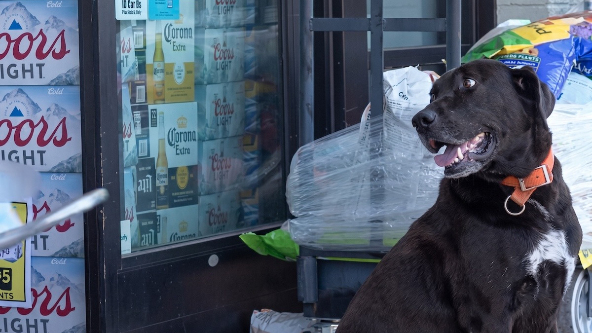Illustration : "Ce Labrador pille les rayons du supermarché depuis des années, mais le butin n'est pas pour lui (vidéo)"