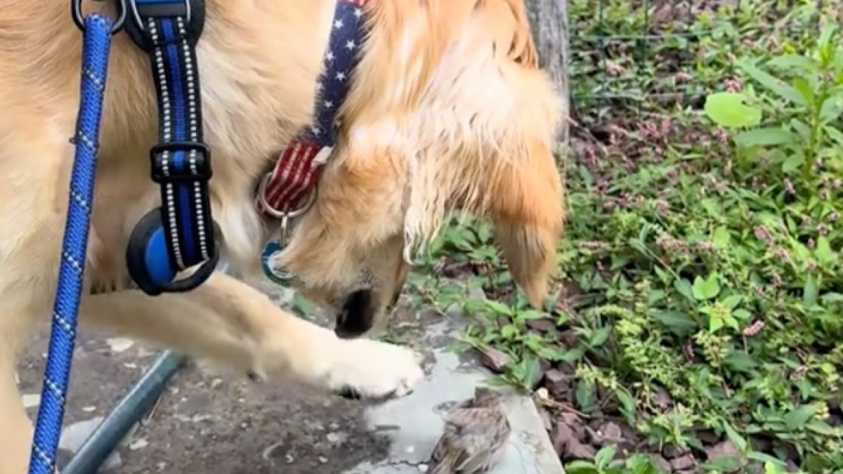 Illustration : "Intrigué par un oiseau vulnérable, ce Golden Retriever lève doucement la patte vers lui (vidéo)"