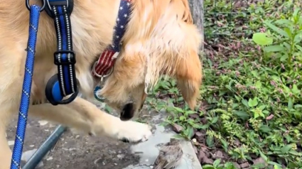 Illustration : Intrigu&eacute; par un oiseau vuln&eacute;rable, ce Golden Retriever l&egrave;ve doucement la patte vers lui (vid&eacute;o)