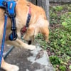 Illustration : Intrigu&eacute; par un oiseau vuln&eacute;rable, ce Golden Retriever l&egrave;ve doucement la patte vers lui (vid&eacute;o)