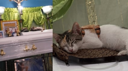 Illustration : Emmen&eacute;e aux fun&eacute;railles de sa ma&icirc;tresse, cette chatte refuse obstin&eacute;ment de quitter le cercueil (vid&eacute;o)
