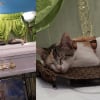 Illustration : Emmen&eacute;e aux fun&eacute;railles de sa ma&icirc;tresse, cette chatte refuse obstin&eacute;ment de quitter le cercueil (vid&eacute;o)