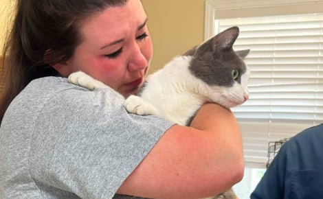 Un refuge scanne ce chat errant et réalise qu'il est recherché depuis 100 jours
