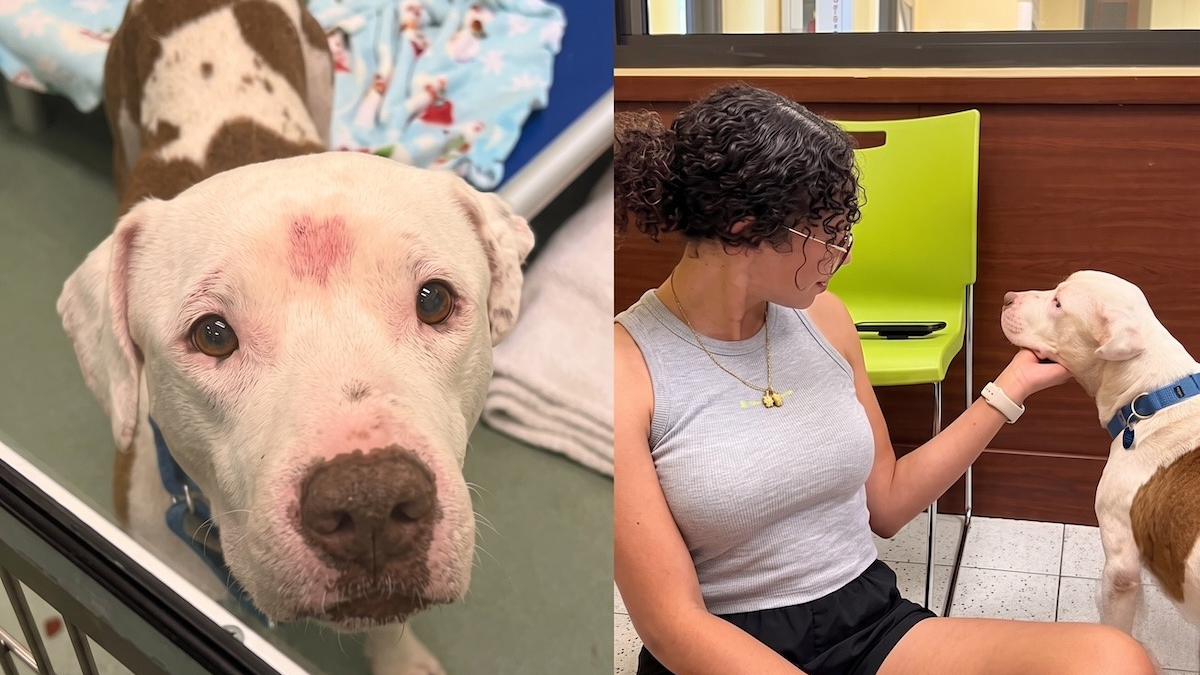 Illustration : "Bouleversée par « son visage triste », elle parcourt 1600 km pour rencontrer ce chien (vidéo)"