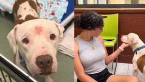 Illustration : Bouleversée par « son visage triste », elle parcourt 1600 km pour rencontrer ce chien (vidéo)