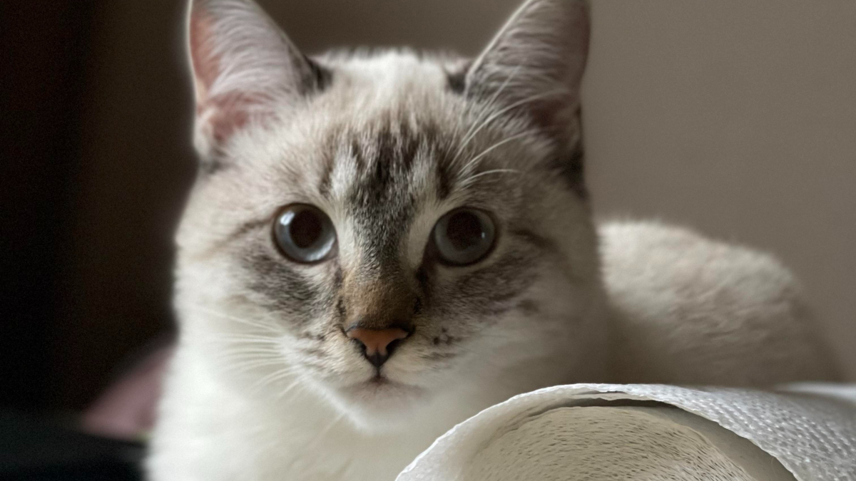 Illustration : "Pourquoi votre chat s'acharne-t-il sur vos rouleaux de papier toilette ?"