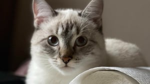 Illustration : "Pourquoi votre chat s'acharne-t-il sur vos rouleaux de papier toilette ?"