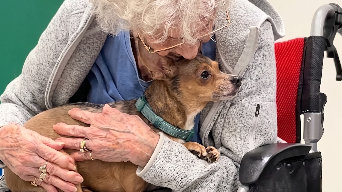 Illustration : "Ignorée en raison de sa cécité, cette vieille Chihuahua intéresse une femme de 90 ans (vidéo)"