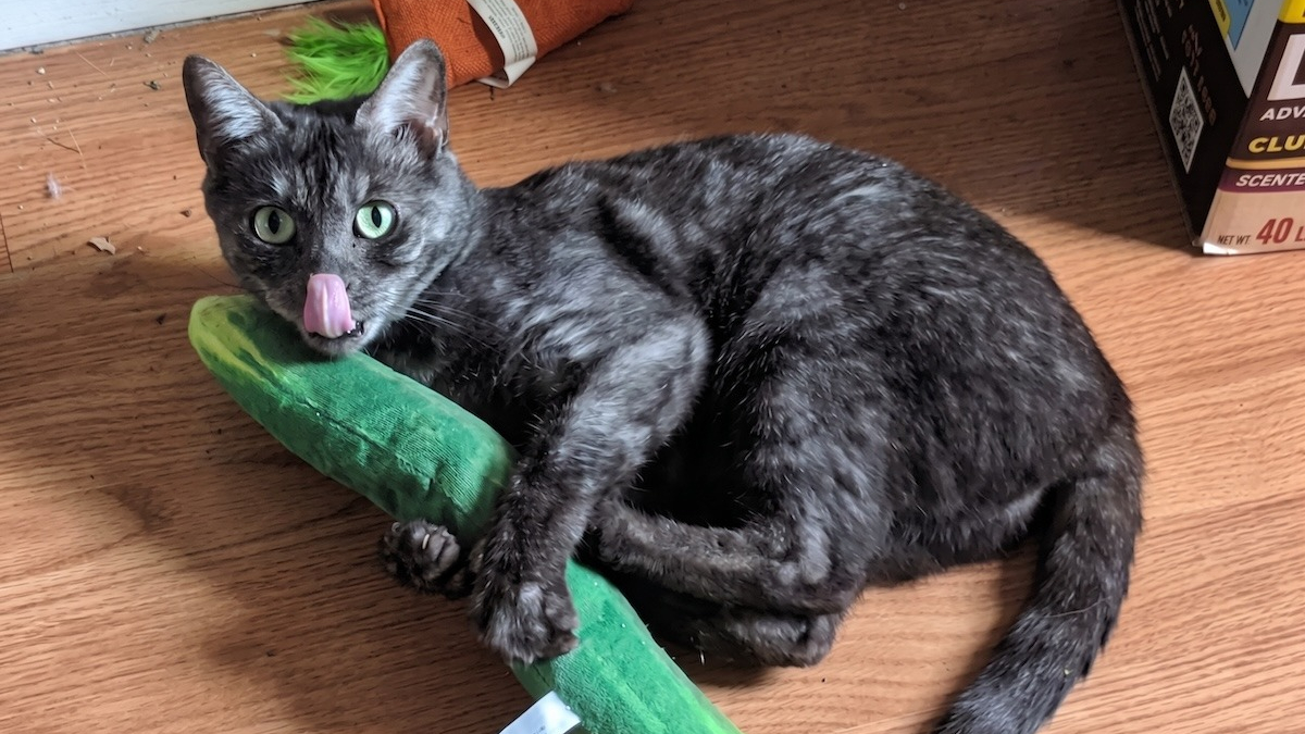 Illustration : "Capturée dans un parking d'aéroport, cette chatte sauvage est officiellement déclarée « inadoptable »"