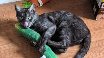 Illustration : Captur&eacute;e dans un parking d'a&eacute;roport, cette chatte sauvage est officiellement d&eacute;clar&eacute;e &laquo; inadoptable &raquo;