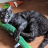Illustration : Captur&eacute;e dans un parking d'a&eacute;roport, cette chatte sauvage est officiellement d&eacute;clar&eacute;e &laquo; inadoptable &raquo;