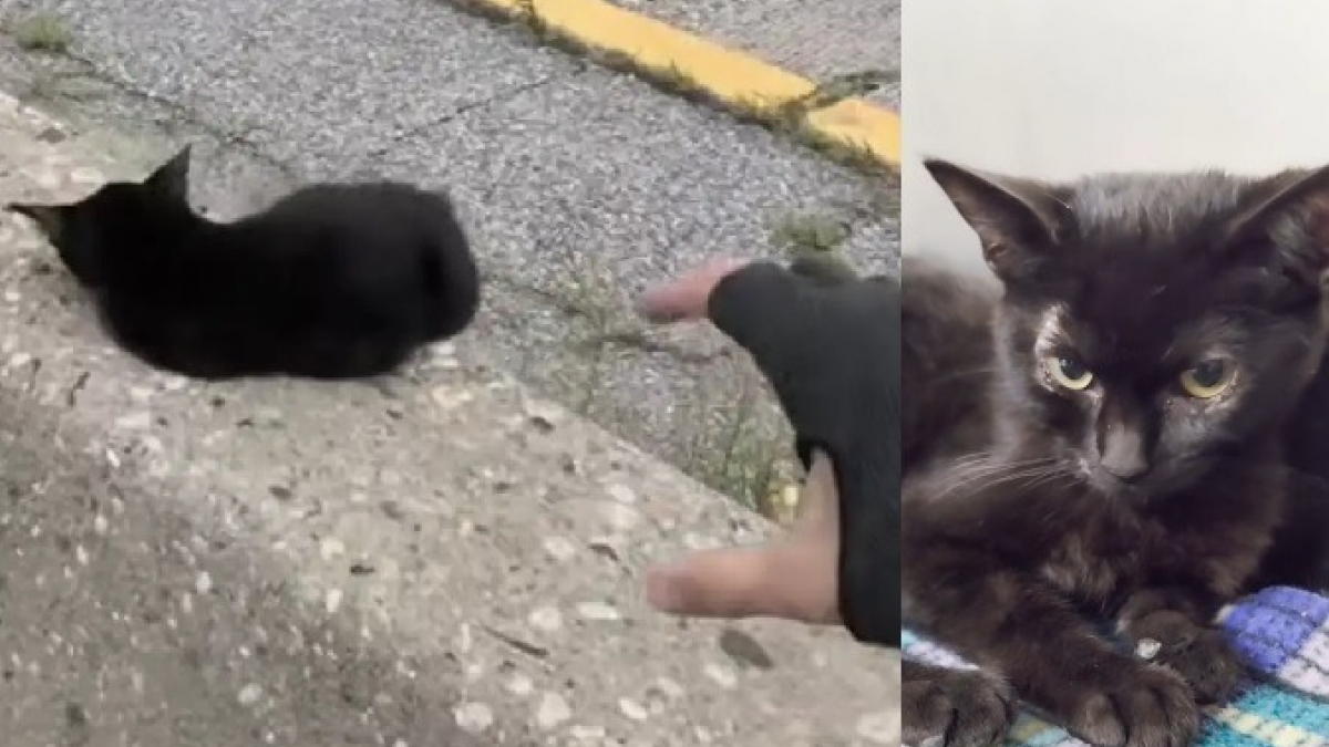 Illustration : "Piégé sur la glissière centrale d'une autoroute, ce petit chaton noir risque sa vie (vidéo)"