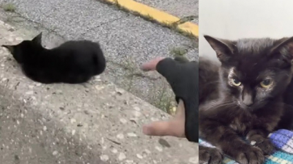 Illustration : Pi&eacute;g&eacute; sur la glissi&egrave;re centrale d'une autoroute, ce petit chaton noir risque sa vie (vid&eacute;o)