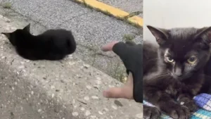 Illustration : "Piégé sur la glissière centrale d'une autoroute, ce petit chaton noir risque sa vie (vidéo)"