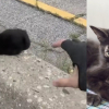 Illustration : Pi&eacute;g&eacute; sur la glissi&egrave;re centrale d'une autoroute, ce petit chaton noir risque sa vie (vid&eacute;o)