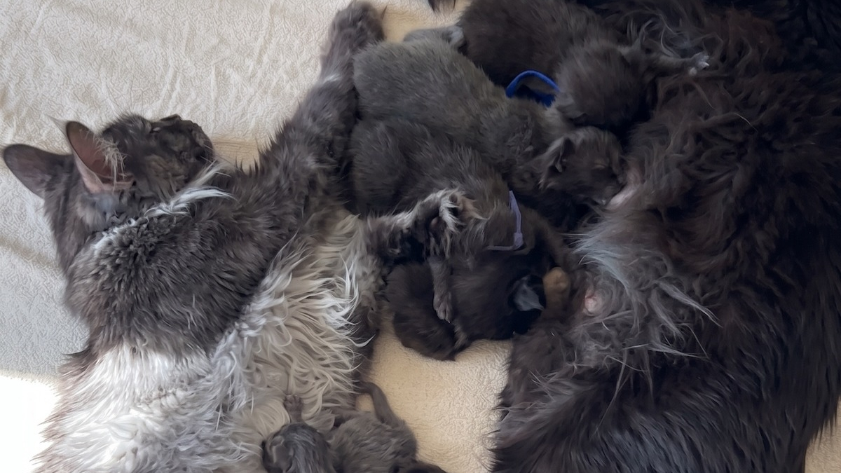 Illustration : "Après avoir accouché au même moment, ces chattes Maine Coon s'installent côte à côte pour partager un magnifique moment de maternité"