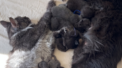 Illustration : Apr&egrave;s avoir accouch&eacute; au m&ecirc;me moment, ces chattes Maine Coon s'installent c&ocirc;te &agrave; c&ocirc;te pour partager un magnifique moment de maternit&eacute;