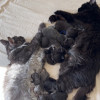 Illustration : Apr&egrave;s avoir accouch&eacute; au m&ecirc;me moment, ces chattes Maine Coon s'installent c&ocirc;te &agrave; c&ocirc;te pour partager un magnifique moment de maternit&eacute;
