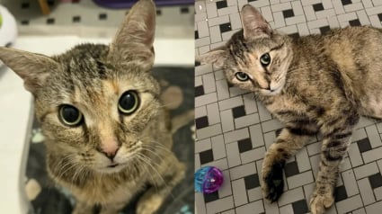 Illustration : Abandonn&eacute;e car suppos&eacute;e gestante, le ventre &eacute;norme de cette chatte cachait une urgence vitale (vid&eacute;o)