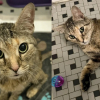 Illustration : Abandonn&eacute;e car suppos&eacute;e gestante, le ventre &eacute;norme de cette chatte cachait une urgence vitale (vid&eacute;o)