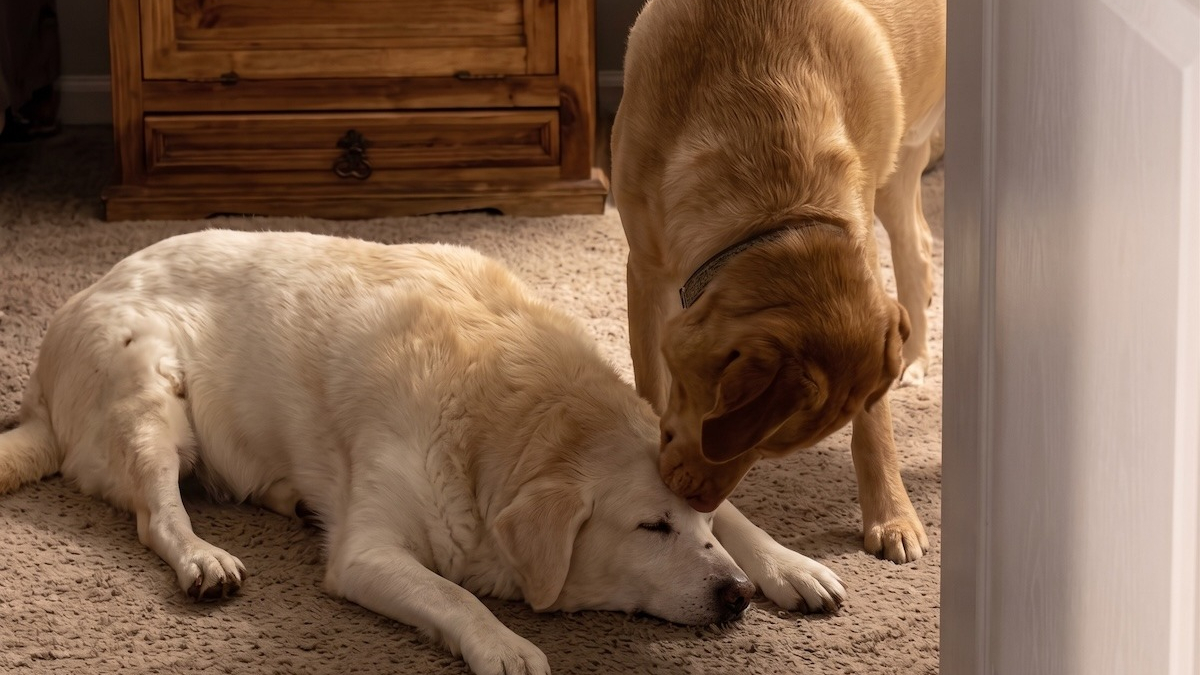 Illustration : "Épuisé par sa visite chez le vétérinaire, ce vieux Labrador s'effondre devant son petit frère (vidéo)"